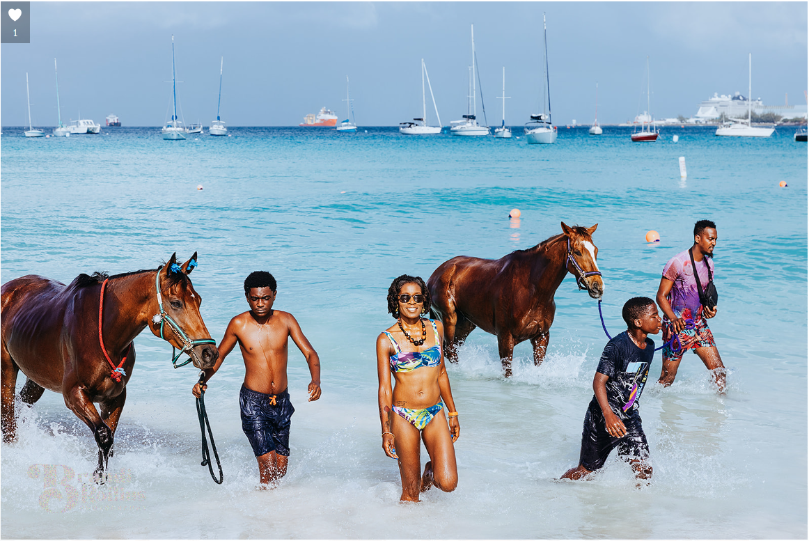 Race horses being walked through the turquoise sea at sunrise in Barbados